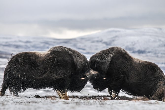 Musk ox Safari in Dovrefjell National Park, Oppdal Safari - Key points to know before you go