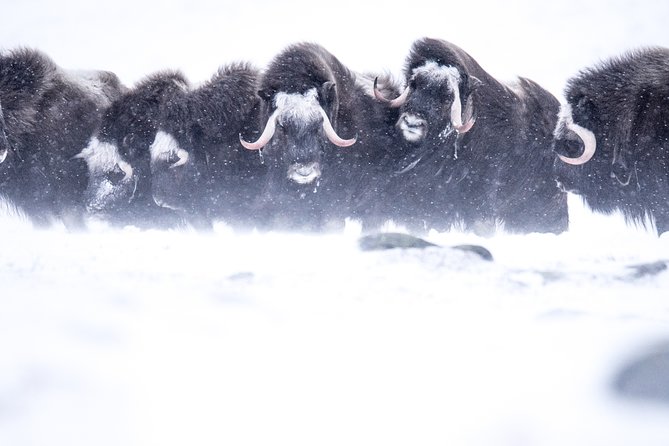 Musk ox Safari in Dovrefjell National Park, Oppdal Safari - Meeting at Grønbakken at 9:30 am
