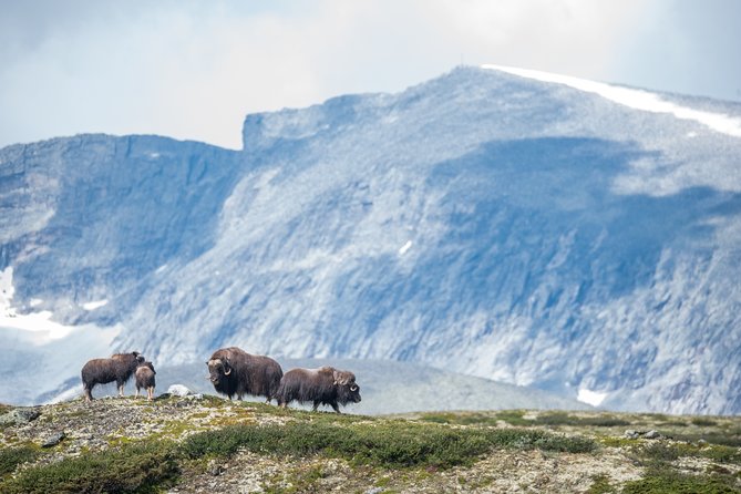Musk ox Safari in Dovrefjell National Park, Oppdal Safari - The guide turns a search into a lesson
