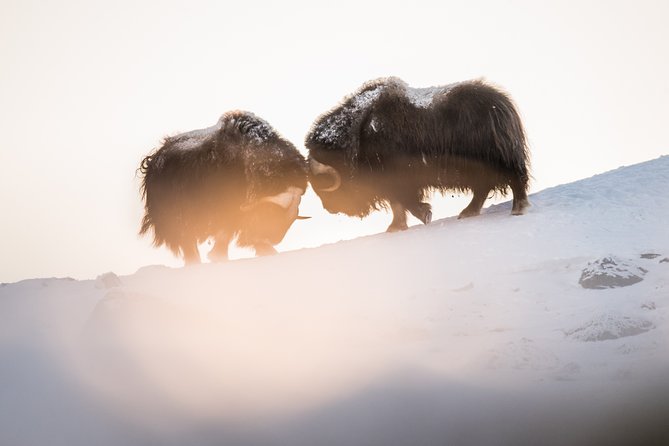 Musk ox Safari in Dovrefjell National Park, Oppdal Safari - Finding the herd and choosing a safe viewpoint