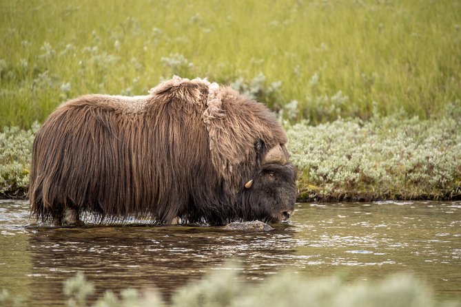Musk ox Safari in Dovrefjell National Park, Oppdal Safari - Weather, clothing, and trail conditions
