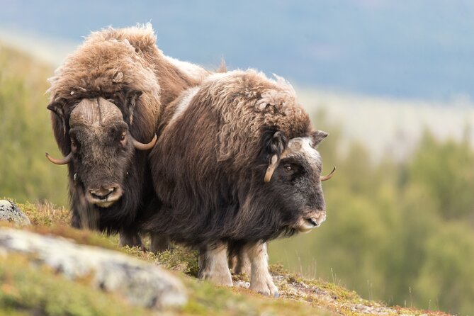 Musk ox Safari in Dovrefjell National Park, Oppdal Safari - Walking through Dovrefjell National Park