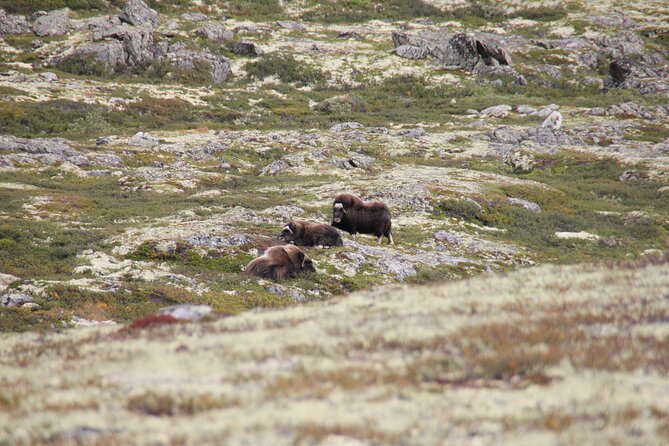 Muskox Safari from Hjerkinn | Dovre & Lesja Aktiv - Searching for muskox across open mountain country