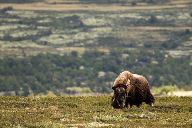 Muskox Safari from Hjerkinn | Dovre & Lesja Aktiv - Meeting in Hjerkinn at 10:00 am