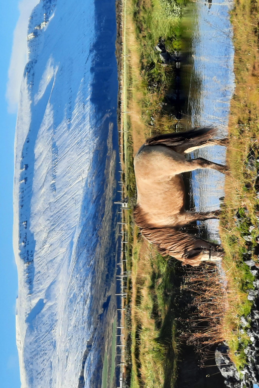 North Iceland: Horseback Riding Tour - Is two hours enough?
