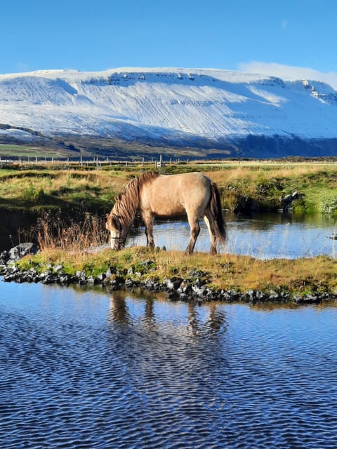 North Iceland: Horseback Riding Tour - Meeting the Icelandic horse