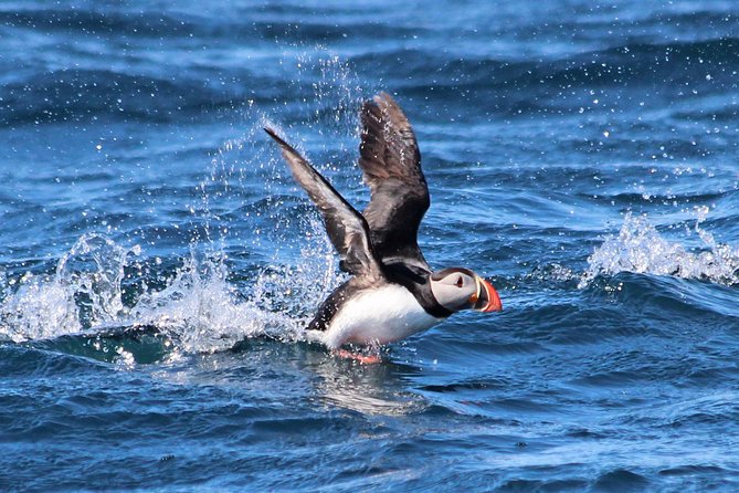 Original Big Whale Safari & Puffins Speedboat Tour from Húsavík - What happens during the two-hour whale search