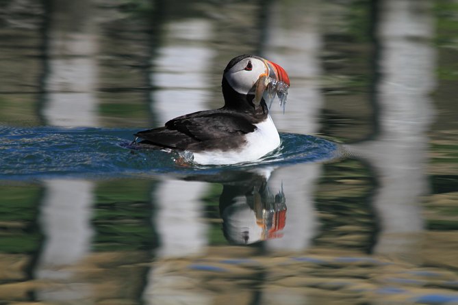 Original Big Whale Safari & Puffins Speedboat Tour from Húsavík - What the $180.27 price buys you