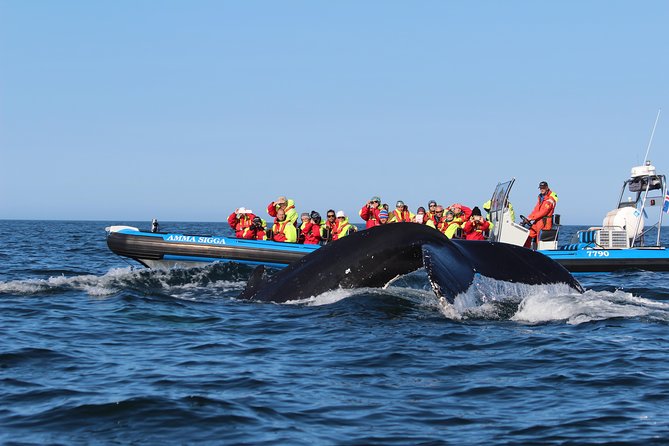 Original Big Whale Safari & Puffins Speedboat Tour from Húsavík - Photography, comfort, and simple preparation
