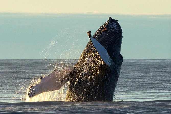 Original Big Whale Safari & Puffins Speedboat Tour from Húsavík - Weather cancellations and the practical fine print