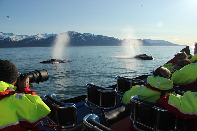 Original Big Whale Safari & Puffins Speedboat Tour from Húsavík - Who should book this Húsavík safari?