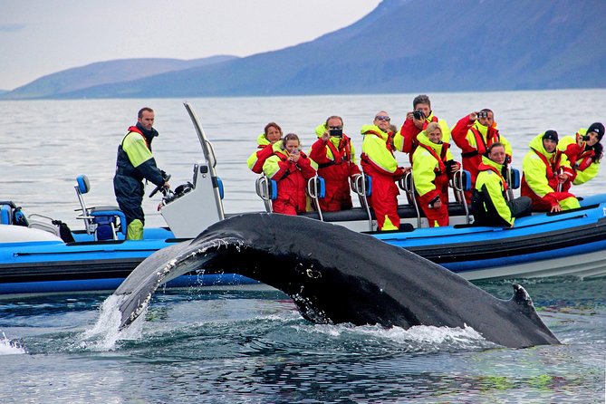 Original Big Whale Safari & Puffins Speedboat Tour from Húsavík - Puffin Island and the limits of bird watching