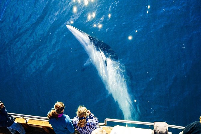 Original Carbon Neutral Whale Watching Tour from Húsavík - A low-noise boat with a clear purpose