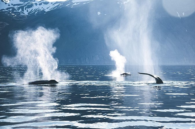 Original Carbon Neutral Whale Watching Tour from Húsavík - What the guide adds to the outing