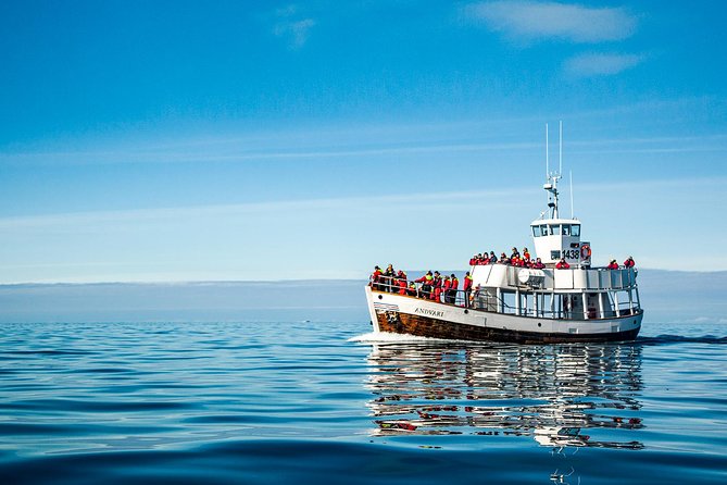 Original Carbon Neutral Whale Watching Tour from Húsavík - Hot chocolate and cinnamon buns on the way back