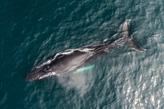 Original Carbon Neutral Whale Watching Tour from Húsavík - Price, timing, and overall value