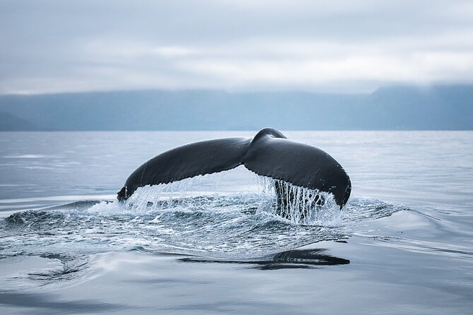 Original Carbon Neutral Whale Watching Tour from Húsavík - Weather can change the entire plan
