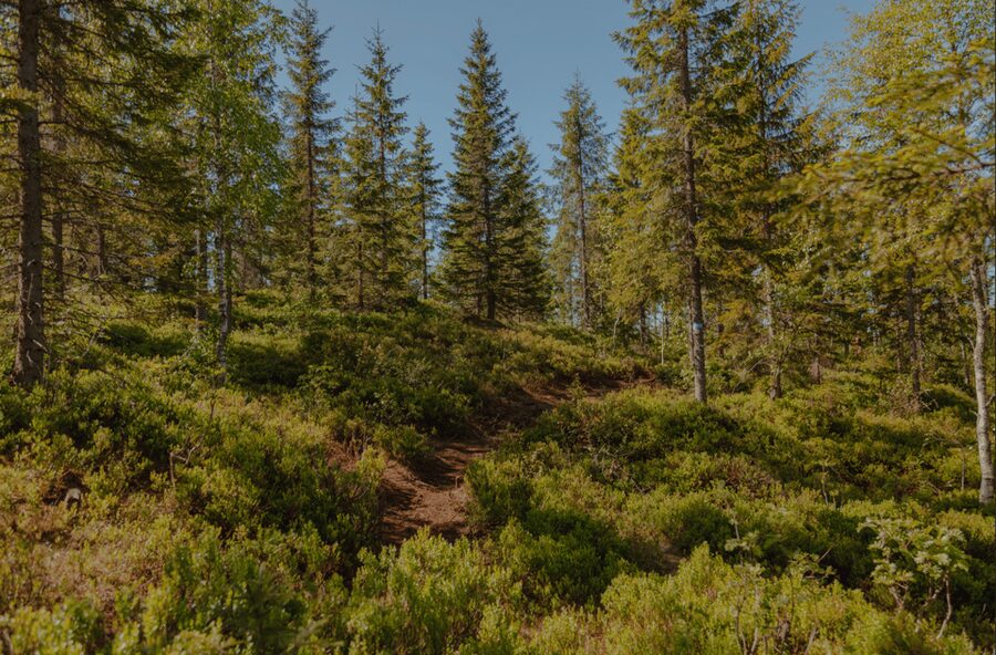 Oslo: Best View of the Oslofjord Hike - The 40-minute metro ride to Frognerseteren