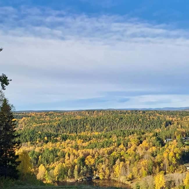 Oslo: Scenic Forest Hike with Dog & Local Guide - Why This Forest Hike Feels Different From an Oslo City Tour