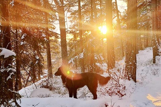 Oslo: Winter wonderland forest hike & campfire with a dog - From Kolbotn station to the forest entrance