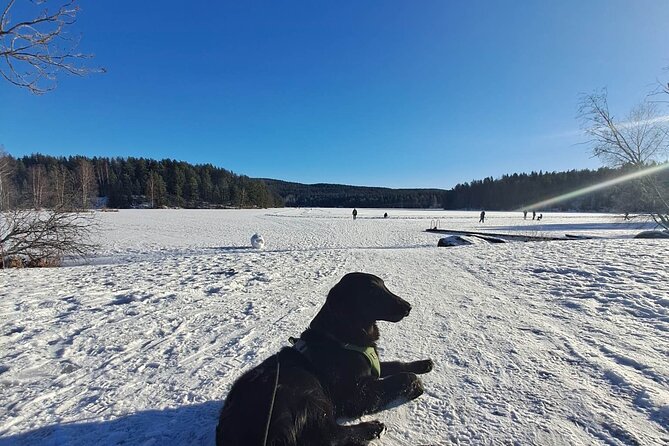 Oslo: Winter wonderland forest hike & campfire with a dog - Who should book this winter walk