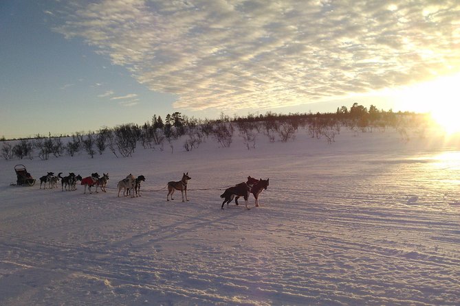 Privat sled trip with husky in the alta valley - Learning the sled before the dogs start running