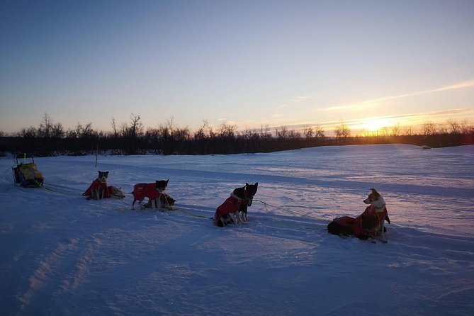 Privat sled trip with husky in the alta valley - What the $345.27 price buys you