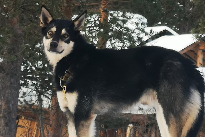 Privat sled trip with husky in the alta valley - Who should book, and who should think twice