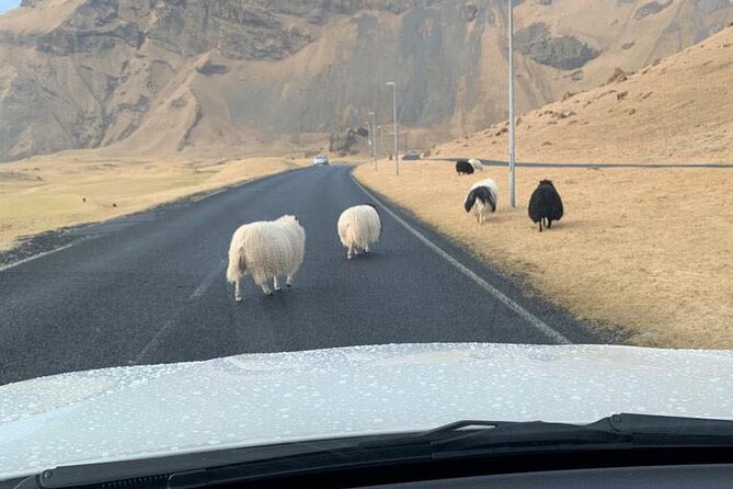 PRIVATE 2-Hours Tour - Westman Islands with a local in a BMW X5 - What you can see around Vestmannaeyjar