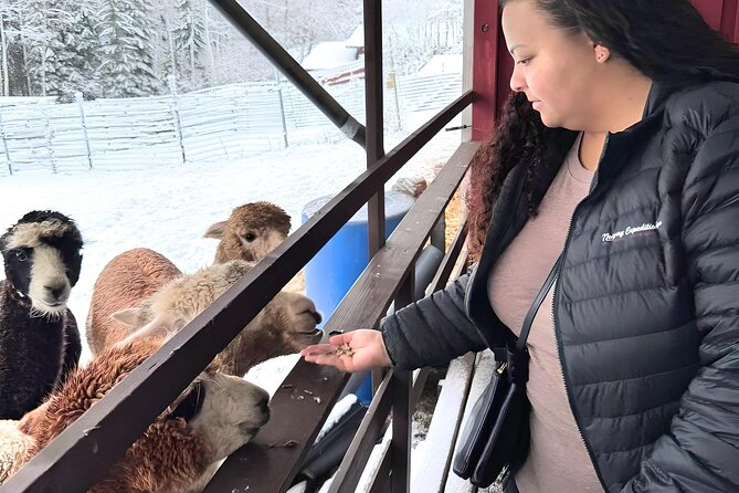 PRIVATE Alpaca Guided Forest Walk + Feeding Helsinki - A gentle animal outing outside Helsinki
