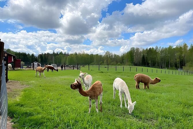 PRIVATE Alpaca Guided Forest Walk + Feeding Helsinki - Walking your own alpaca through the forest