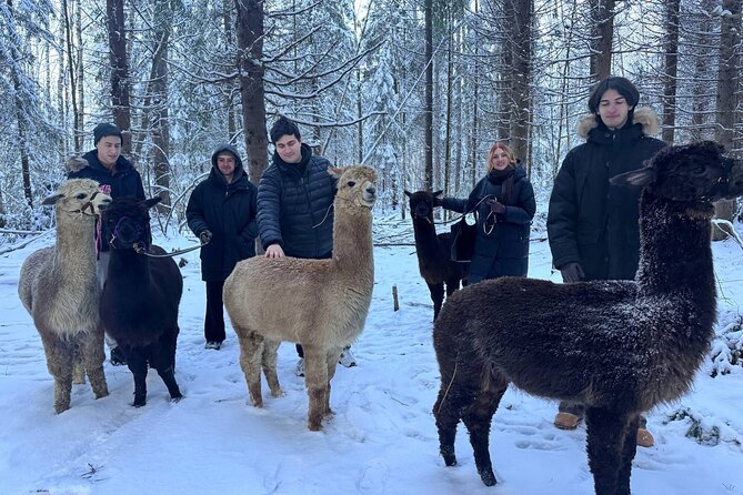 PRIVATE Alpaca Guided Forest Walk + Feeding Helsinki - Why the private format matters