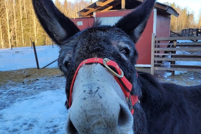 PRIVATE Alpaca Guided Forest Walk + Feeding Helsinki - Guide support and the Finnish connection