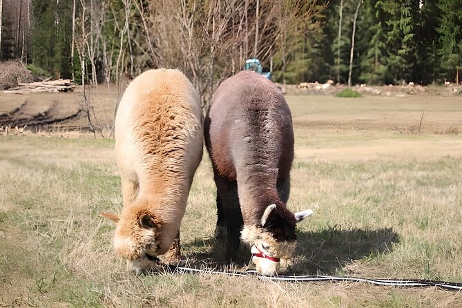 PRIVATE Alpaca Guided Forest Walk + Feeding Helsinki - Weather, clothing, and timing
