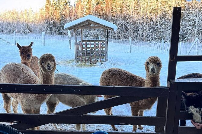 PRIVATE Alpaca Guided Forest Walk + Feeding Helsinki - Feeding the alpacas inside the enclosure