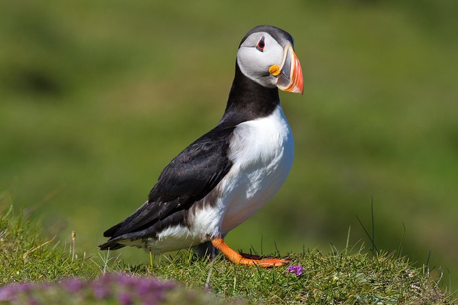 Puffin and Volcano Tour with Ebbi - Heimaey in five quick takeaways