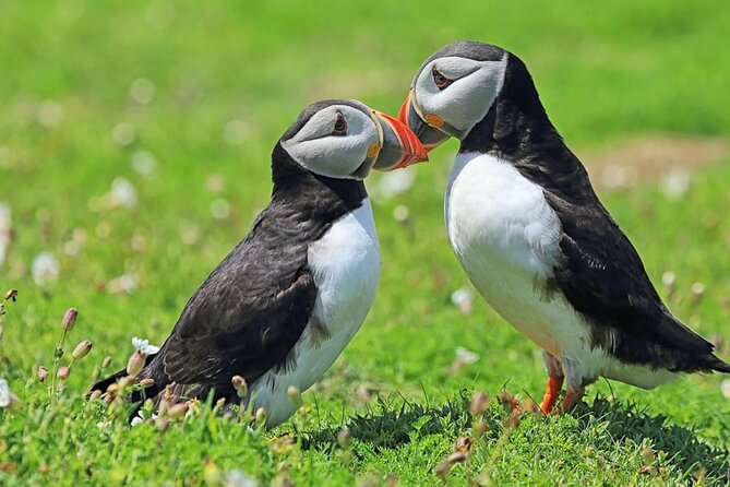 Puffin and Volcano Tour with Ebbi - Stórhöfði and the best chance for puffins