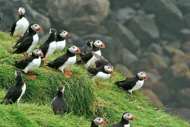 Puffin and Volcano Tour with Ebbi - Eldfell, where the ground changed in 1973