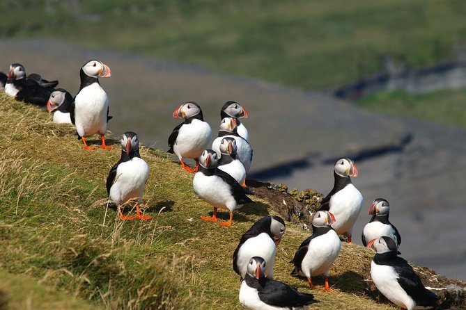 Puffin and Volcano Tour with Ebbi - What the minibus format adds