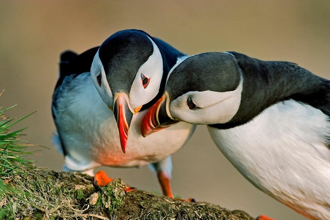 Puffin Cruise with Expert Tour Guide from Reykjavik - A quick boat ride from Reykjavik to Akurey