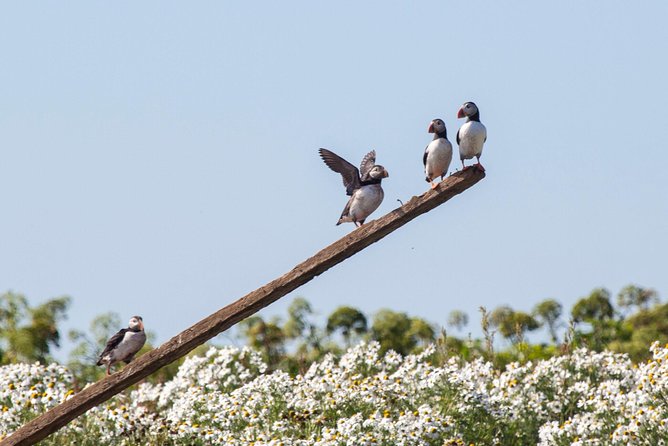 Puffin Cruise with Expert Tour Guide from Reykjavik - The guides make the short trip count