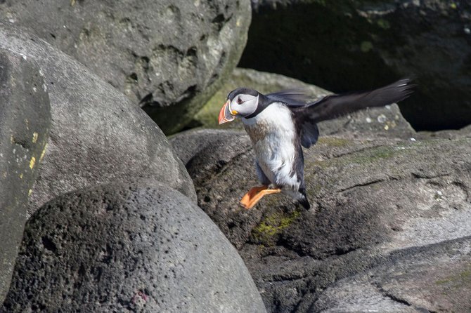Puffin Cruise with Expert Tour Guide from Reykjavik - The real viewing challenge: small birds and a busy boat