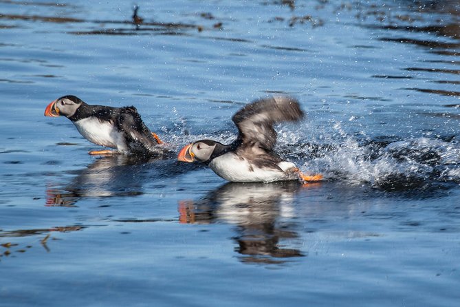 Puffin Cruise with Expert Tour Guide from Reykjavik - Weather and sea conditions can change the mood