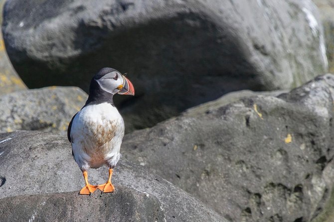Puffin Cruise with Expert Tour Guide from Reykjavik - Is the $63.96 price fair?