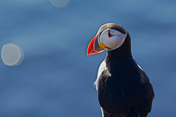 Puffin Cruise with Expert Tour Guide from Reykjavik - How to get the best possible experience