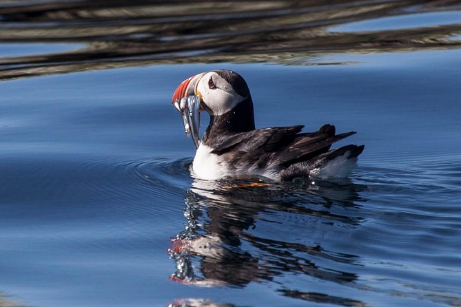 Puffin Cruise with Expert Tour Guide from Reykjavik - Who should book this puffin cruise?