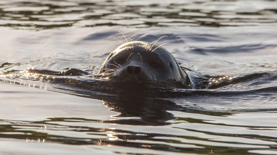 Puumala: Lake Saimaa Seal Watching Cruise - Meeting Captain Arto and getting oriented