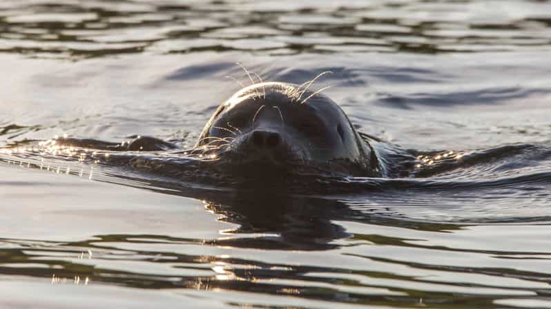 Puumala: Lake Saimaa Seal Watching Cruise - What the three-hour cruise feels like