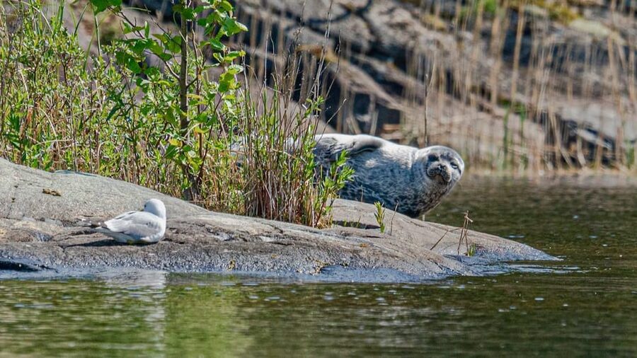 Puumala: Lake Saimaa Seal Watching Cruise - Three departure points, depending on your date