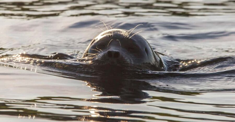 Puumala: Lake Saimaa Seal Watching Cruise - Who will enjoy this most?